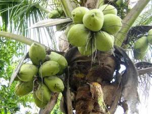 buah-kelapa