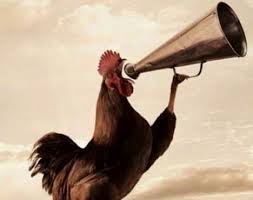 Suara Ayam berkokok Melawan Shalat Malam